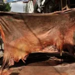 কাঁচা চামড়ার চাহিদা এবারও তলানিতে,দাম ওঠেনি হাজারও