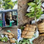 ব্রাহ্মণপাড়ায় ফলজ গাছের চারা বিক্রির আড়ালে গাঁজা পাচার