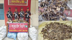 বুড়িচংয়ে ভারতে পাচারকালে ৬০ বিজিবির অভিযানে সামুদ্রিক হাঙ্গরের পাখনা ও সী-হর্স জব্দ