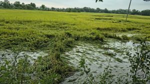 কালবৈশাখীর তাণ্ডবে কুমিল্লায় কৃষিখাতে ব্যাপক ক্ষতি,৭ হাজার ৩৩ হেক্টর পাকা ধান পানিতে
