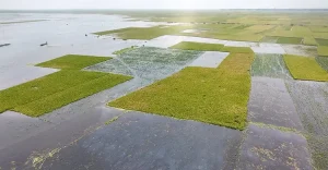 বোরো ধান কাটার উৎসব চলছিল পুরোদমে,হঠাৎ বৃষ্টির পানিতে ডুবে গেল কৃষকের স্বপ্ন