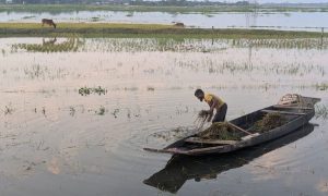 মিলছে না ধান কাটার শ্রমিক, ডুবে নষ্ট হচ্ছে পাকা বোরো ফসল