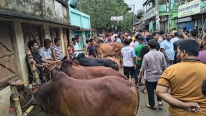 কুমিল্লায় কোরবানির হাটে নিজের পালিত গরুর গুঁতোয় প্রাণ গেল গৃহবধূর
