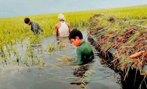 ঋণের টাকায় ধান চাষ;স্বপ্নের সোনালী ধান পানিতে তলিয়ে যেতে দেখে কৃষকের মৃত্যু
