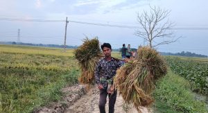 বুড়িচংয়ে বোরো ধান নিয়ে চরম দুশ্চিন্তায় পড়েছেন কৃষকরা