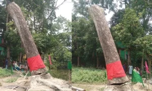 ঝড়ে উপড়ে পড়া গাছ কাটার পরই দাঁড়িয়ে গেল;আগরবাতি ও মোমবাতি জ্বালিয়ে মানত