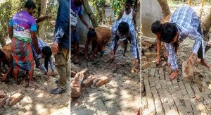বুড়িচংয়ে সরকারি রাস্তার ইট তুলে নেওয়ায় দুর্ভোগে হাজারো মানুষ; তদন্তের নির্দেশ ইউএনও’র